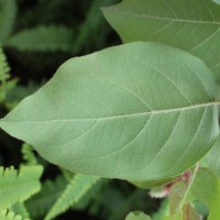 Corymbia torelliana (F.Muell.) K.D.Hill & L.A.S.Johnson